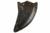 Serrated, Raptor Tooth (Acheroraptor?) - Montana #77391-1